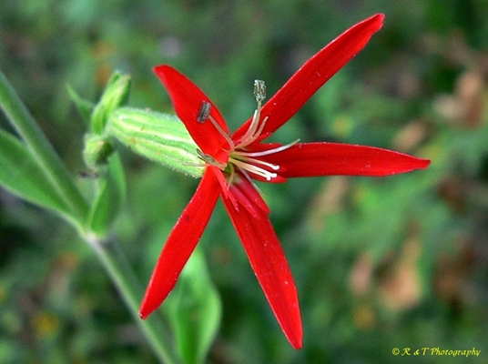 {Silene regia}